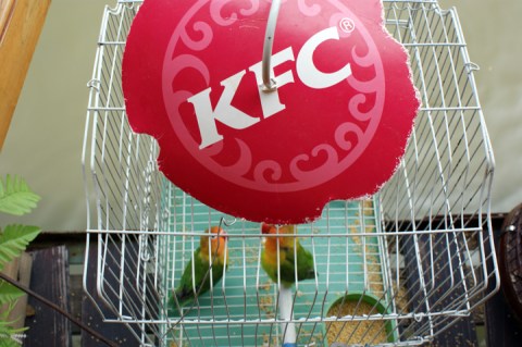 KFCbirds